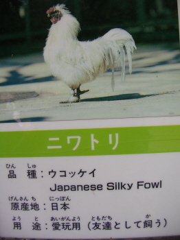 fowl.JPG