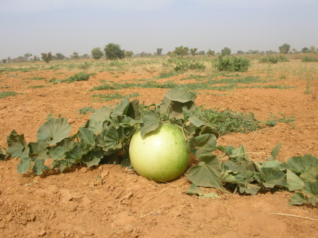 mali024.JPG