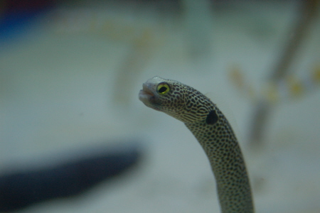 okinawa023.JPG