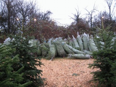 s-tree1.jpg