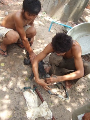 s-wani_04.jpg