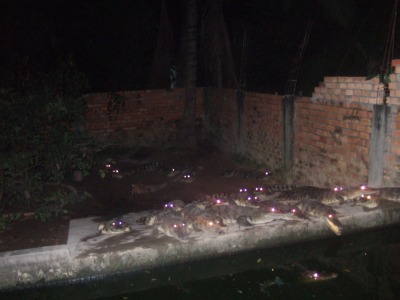 wani-night.jpg