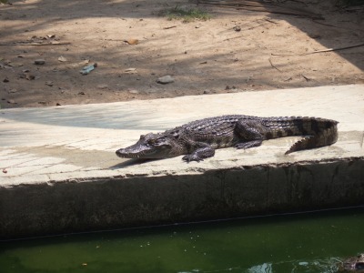 wani-pet.jpg