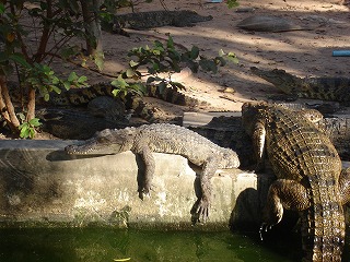 wani070125_01.jpg